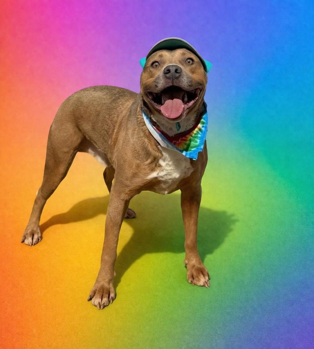 Enlarge Cinibar, a Adoptable mixed breed in Denver, CO image 1/5