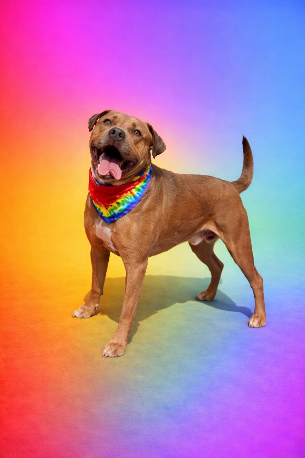 Enlarge Cinibar, a Adoptable mixed breed in Denver, CO image 4/5