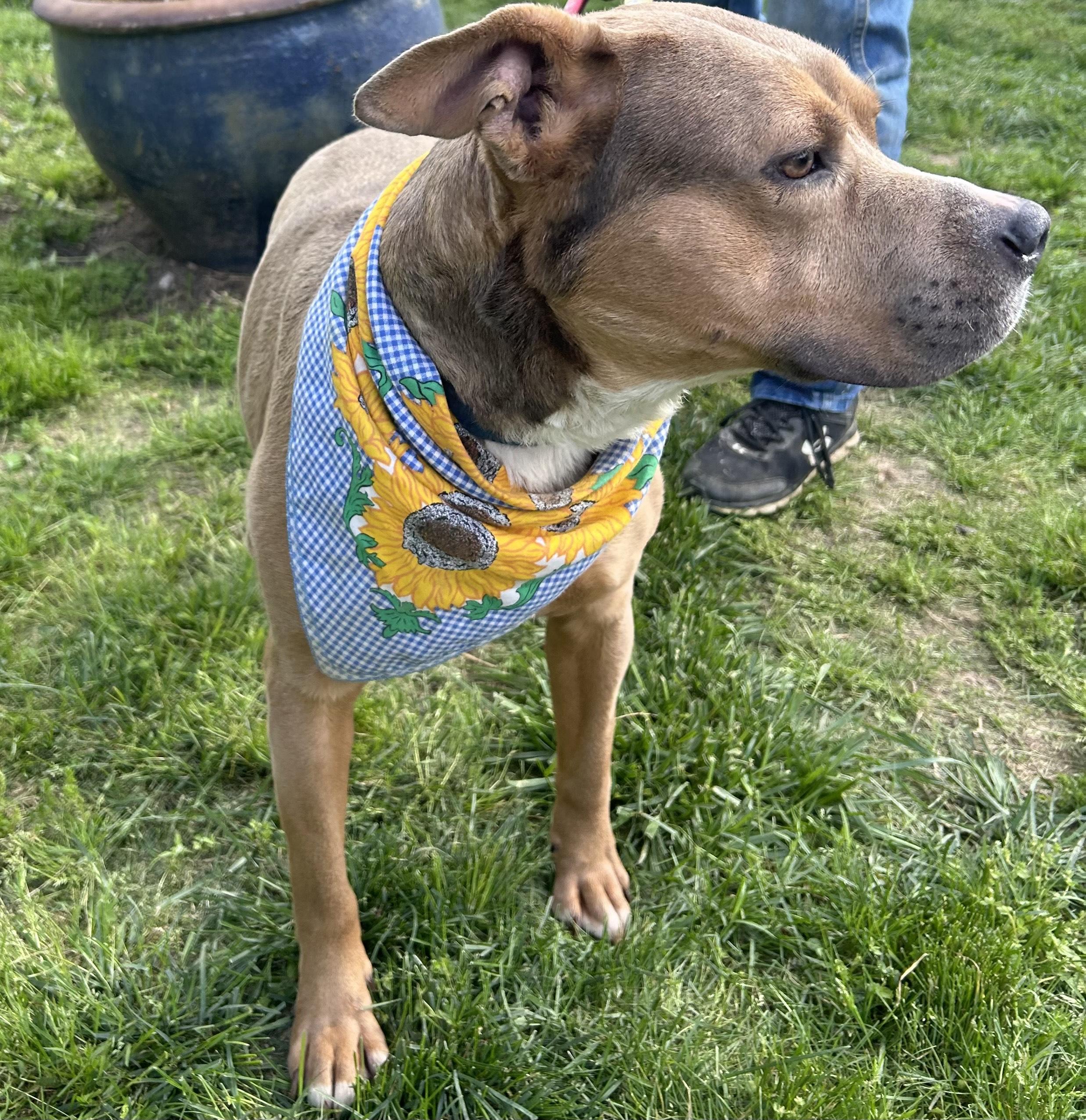 Enlarge Cinibar, a Adoptable mixed breed in Scottsville, KY image 5/5