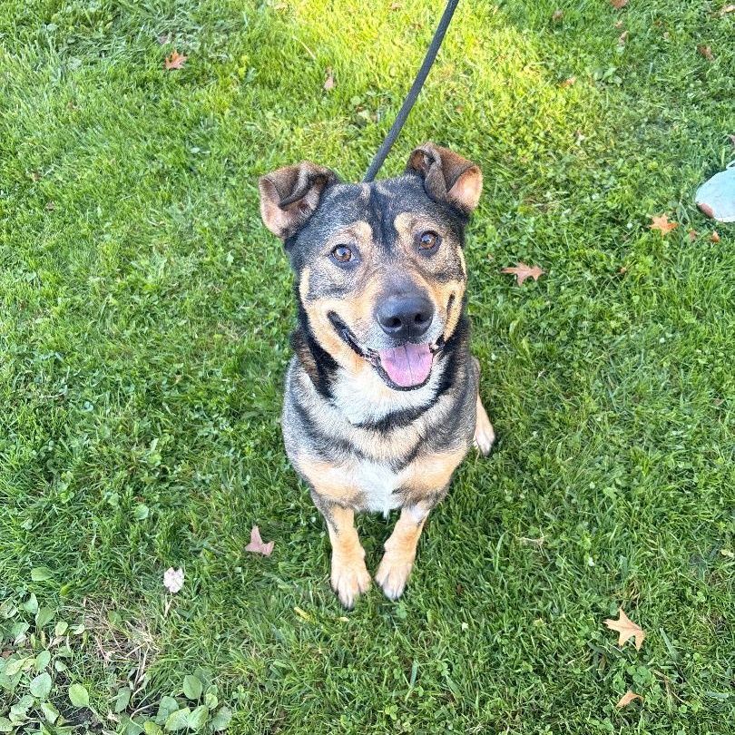 Thorin, Adoptable, Adult Male Australian Cattle Dog / Blue Heeler & Mountain Cur.