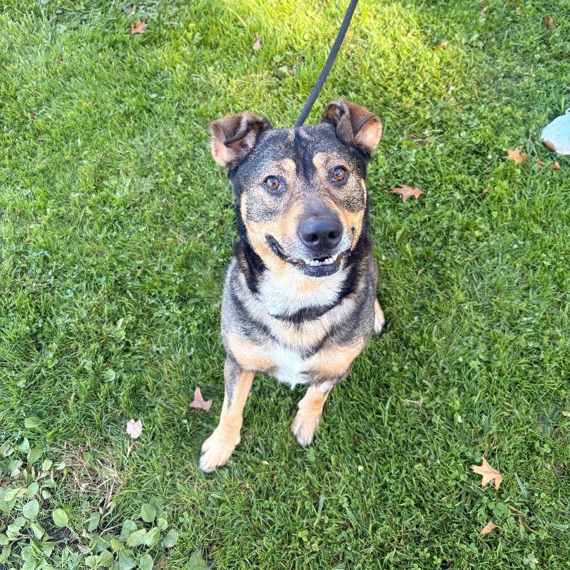 Enlarge Thorin, a Adoptable mixed breed in Medina, OH image 2/3