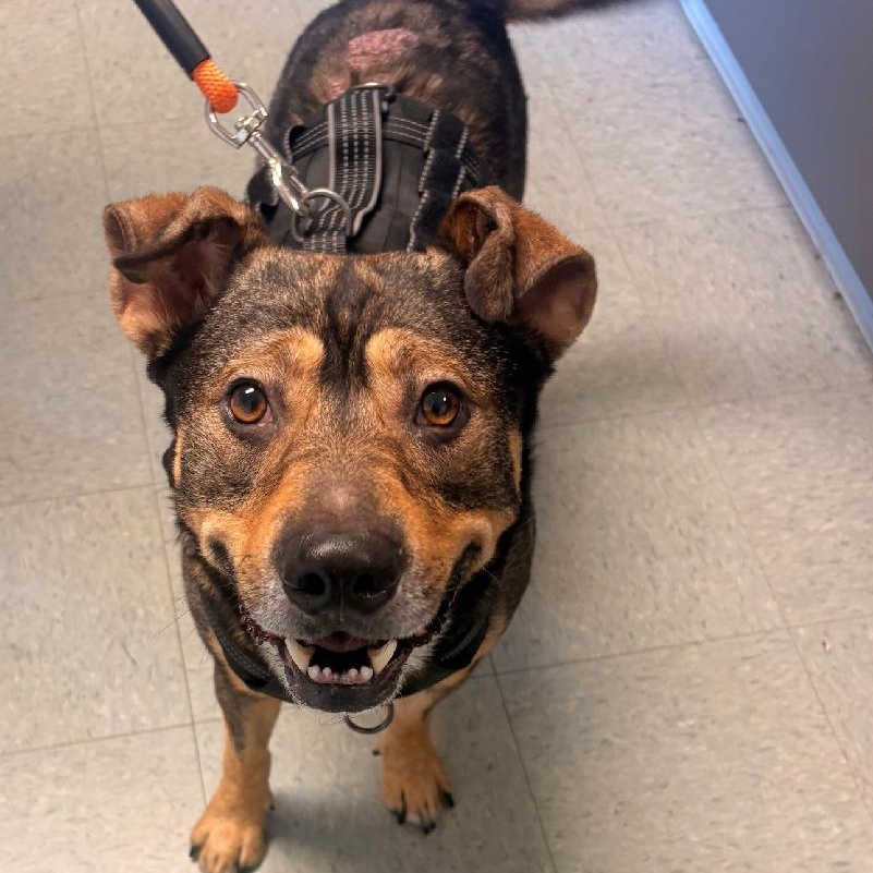 Enlarge Thorin, a Adoptable mixed breed in Medina, OH image 3/3