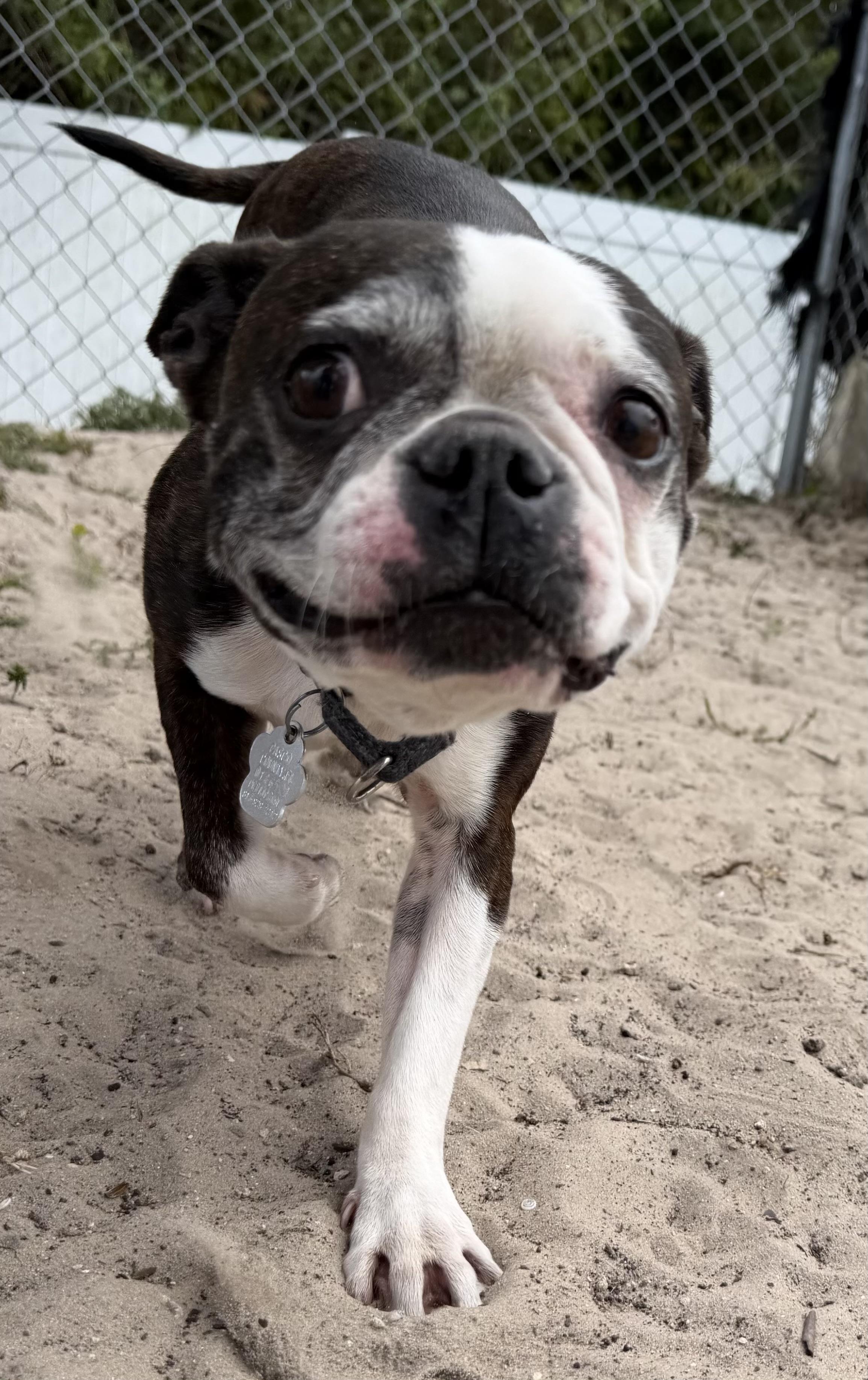 Lana, an adopted Boston Terrier in New Port Richey, FL image 2/2