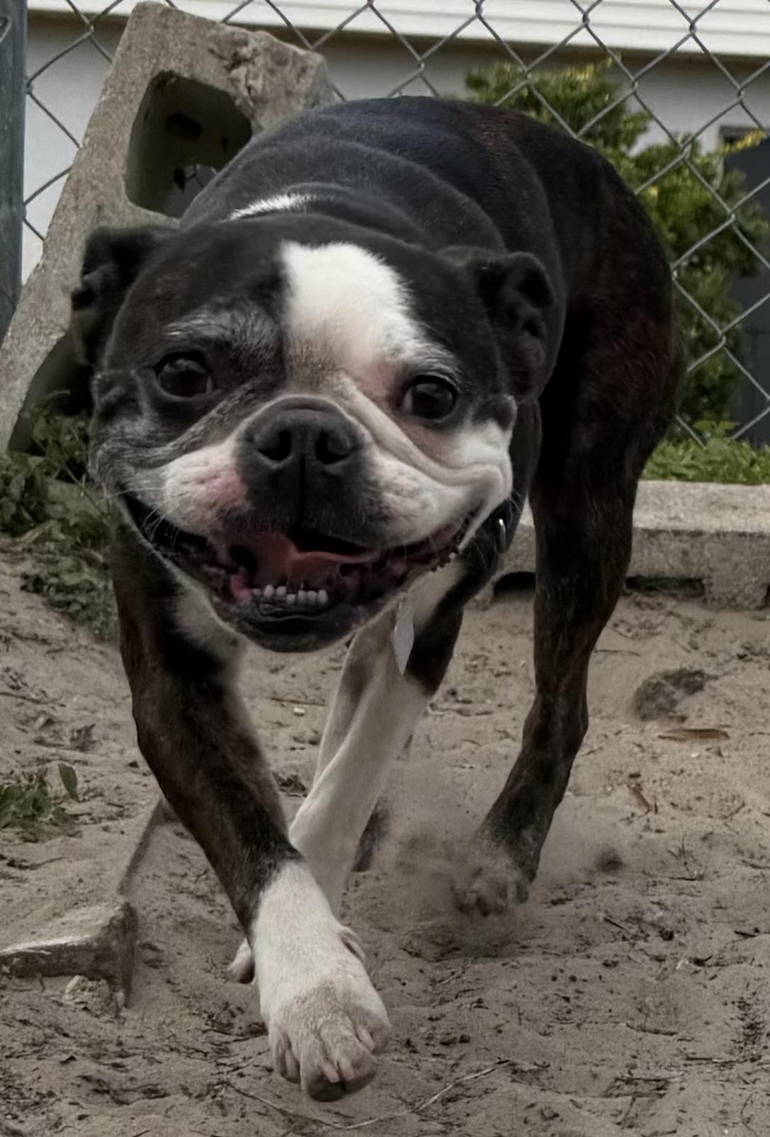 Lana, ADOPTABLE, Senior Female Boston Terrier.