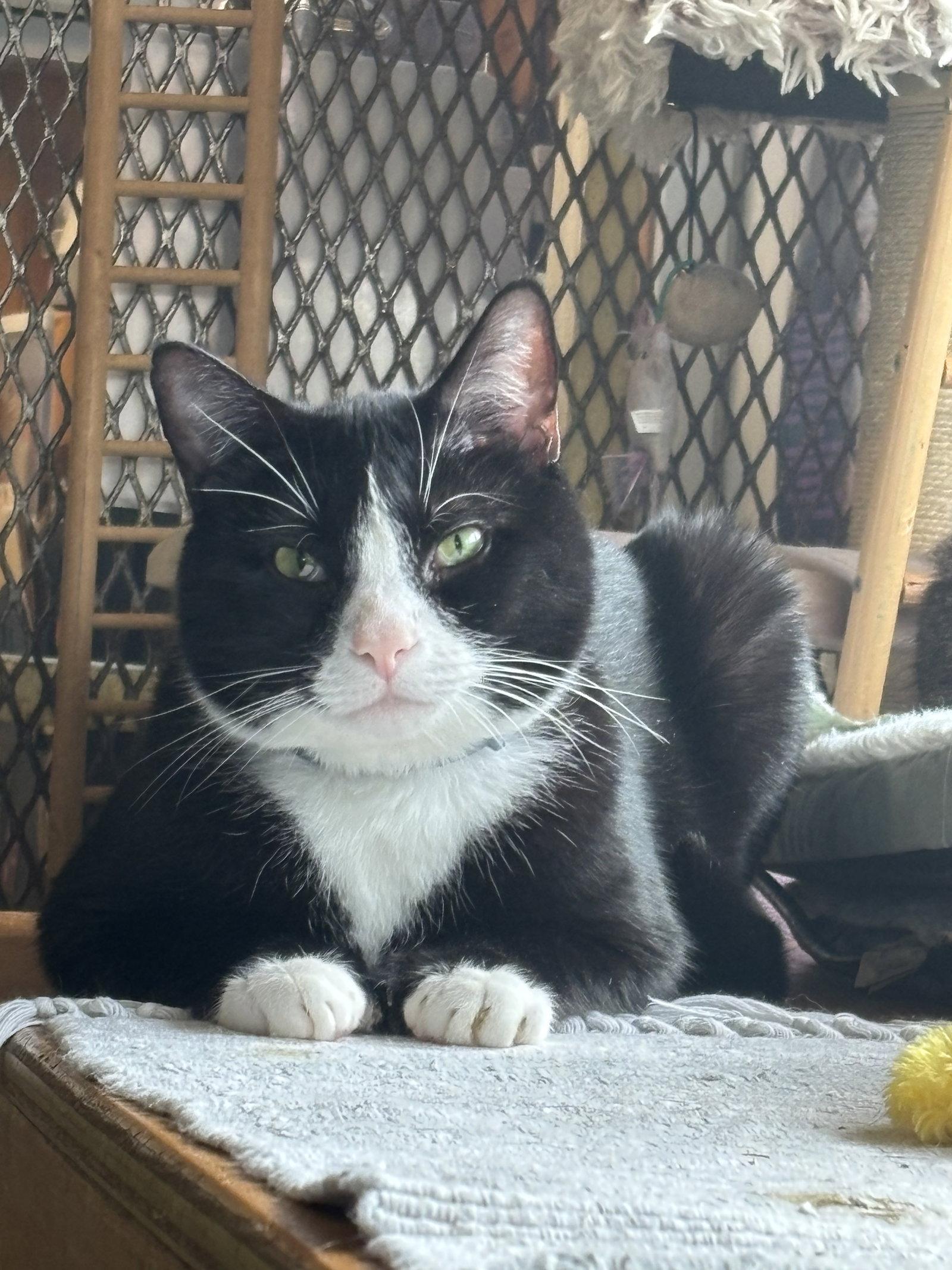 Enlarge Hemingway, a Adopted mixed breed in Ranson, WV image 2/2