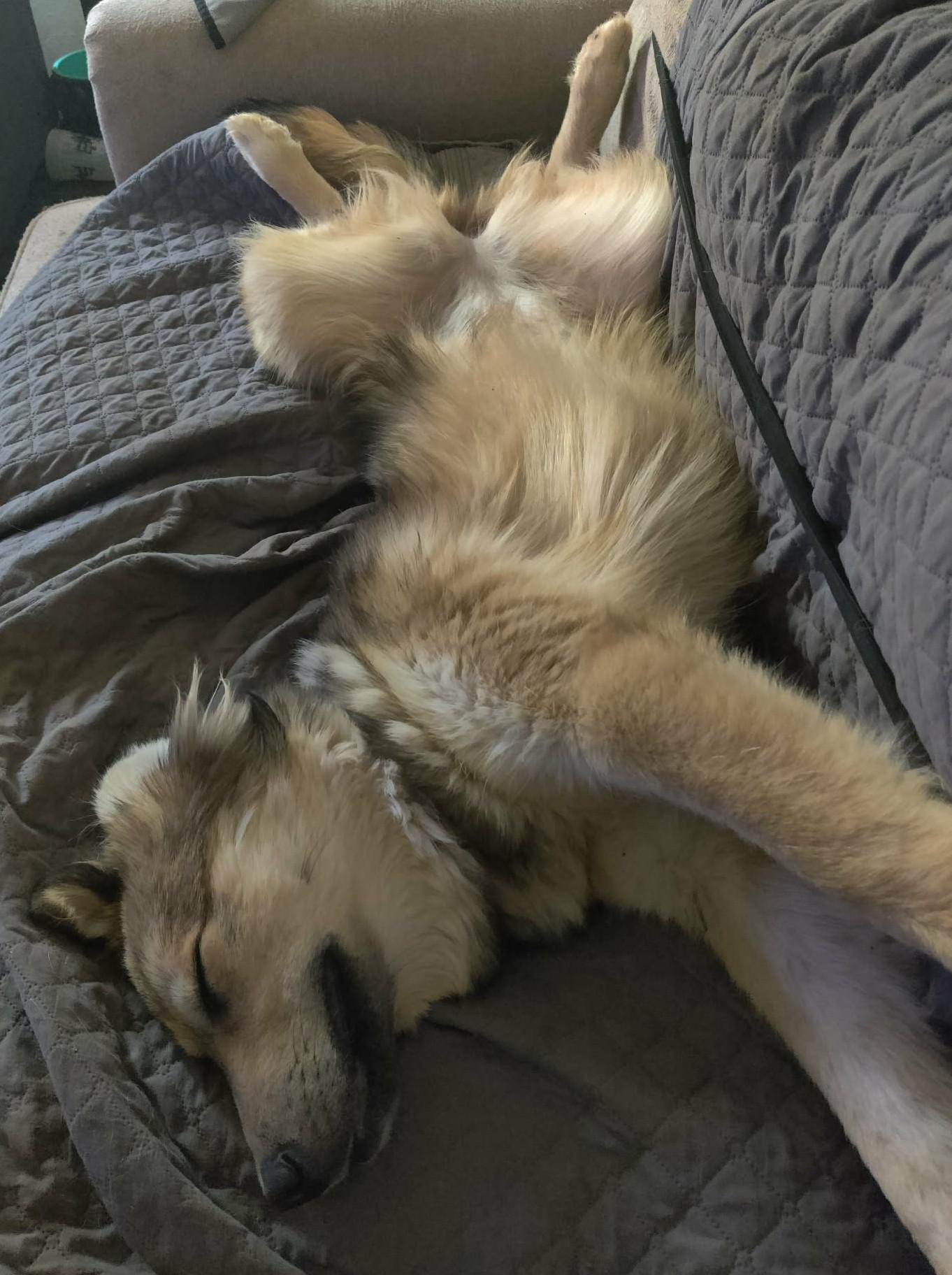 Enlarge Emi , a ADOPTABLE mixed breed in Kiowa, OK image 2/6