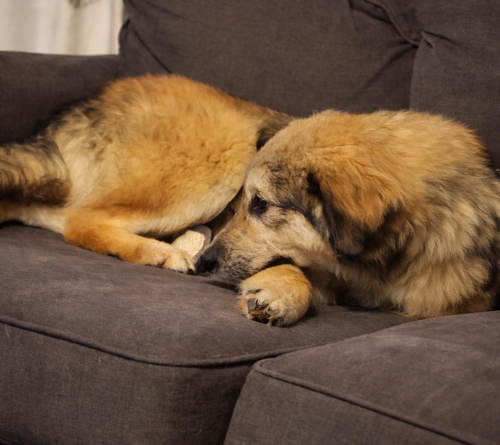 Enlarge Emi , a ADOPTABLE mixed breed in Kiowa, OK image 6/6