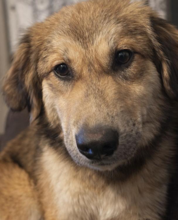 Enlarge Emi , a ADOPTABLE mixed breed in Kiowa, OK image 5/6