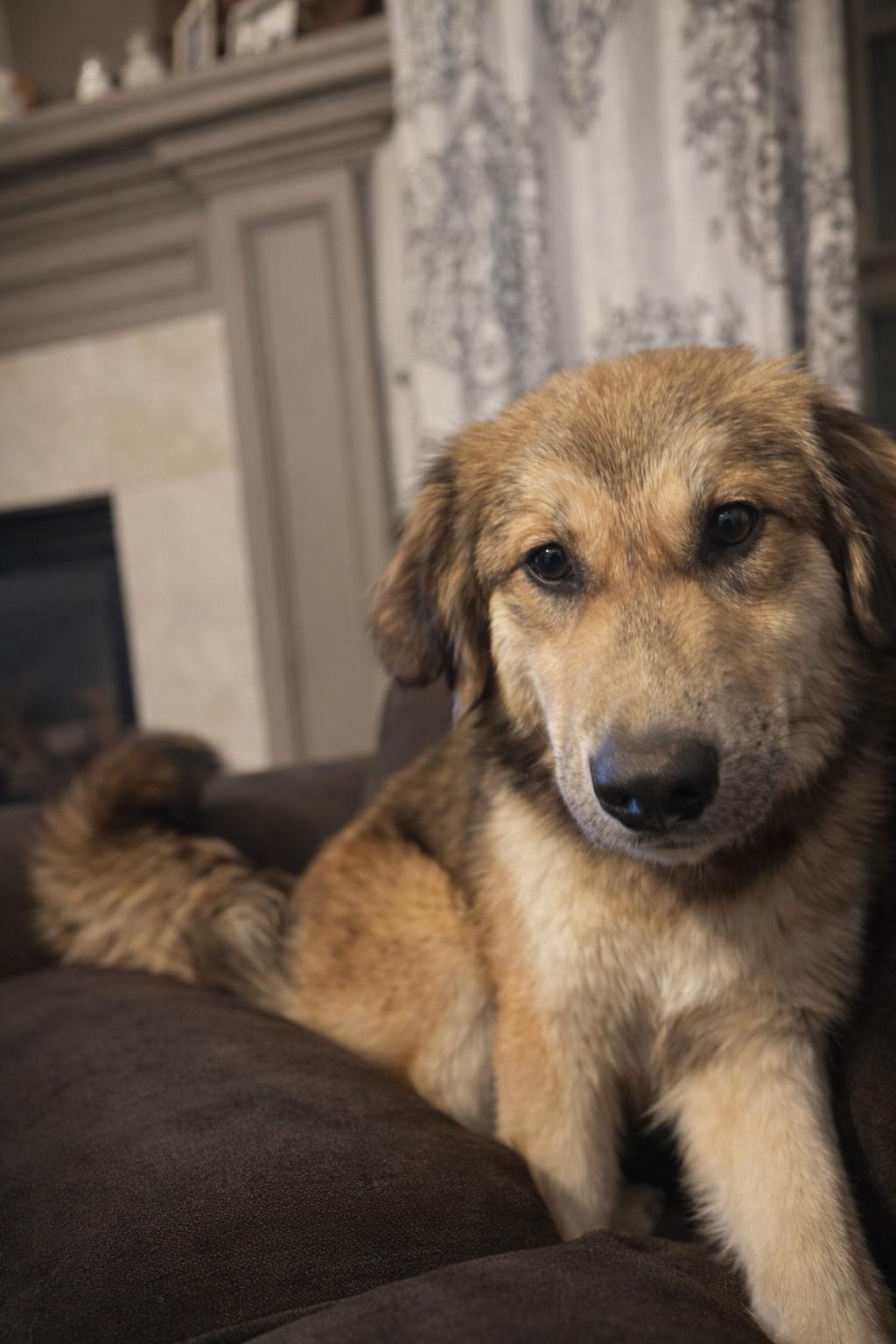 Enlarge Emi , a ADOPTABLE mixed breed in Kiowa, OK image 4/6