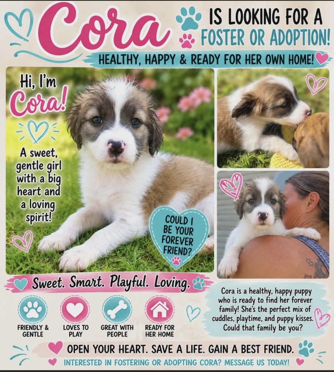 Enlarge CORA, a Adoptable Mixed Breed in East Flat Rock, NC image 3/4
