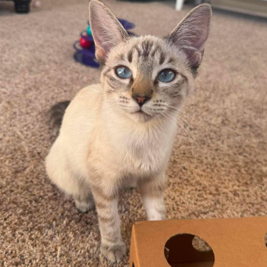 Corazon, Adoptable, Kitten Female Siamese.