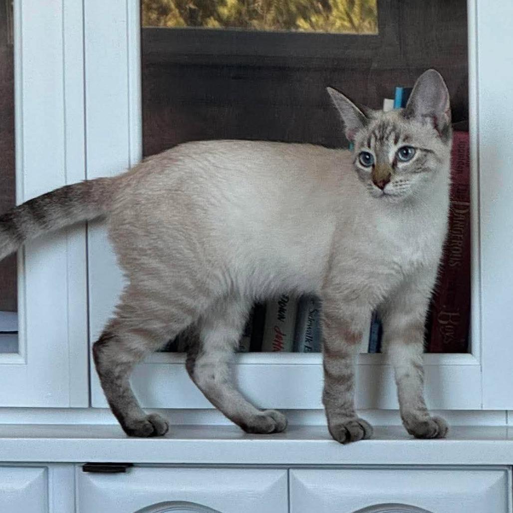 Enlarge Corazon, a Adoptable Siamese in Agoura Hills, CA image 2/4