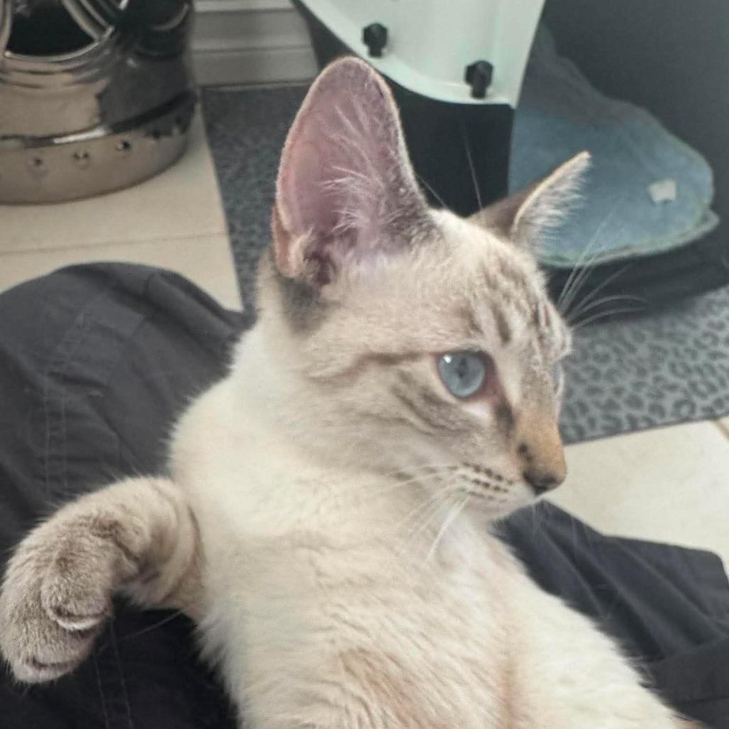Enlarge Corazon, a Adoptable Siamese in Agoura Hills, CA image 3/4