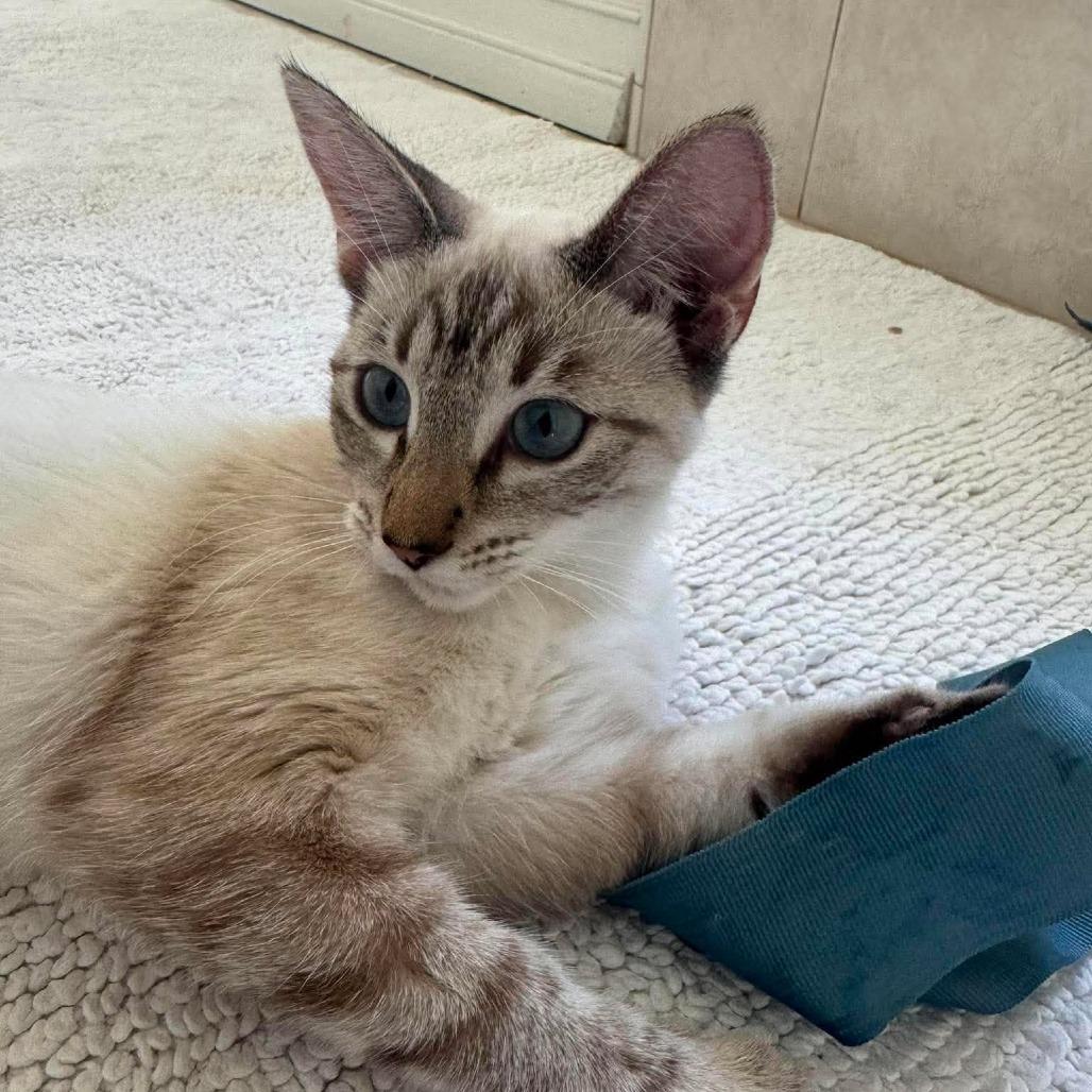 Enlarge Corazon, a Adoptable Siamese in Agoura Hills, CA image 4/4