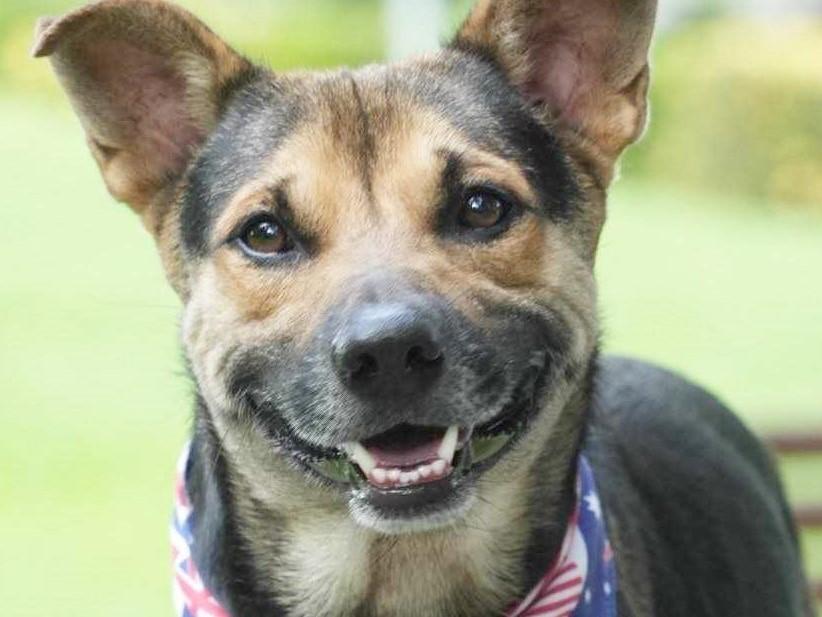 Amos, adopted, Young Male Shepherd.