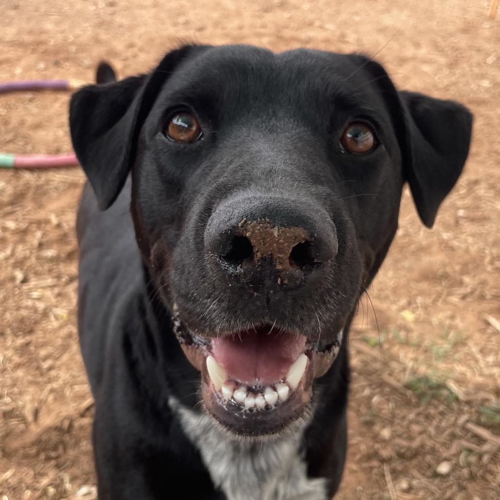 Juicebox, Adoptable, Adult Male Mixed Breed.