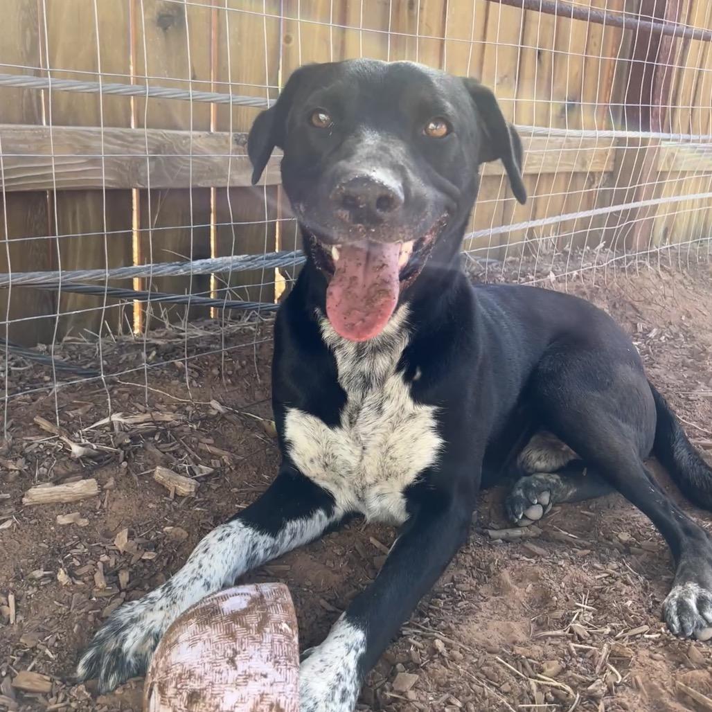 Juicebox, a Adoptable Mixed Breed in Moab, UT image 2/6