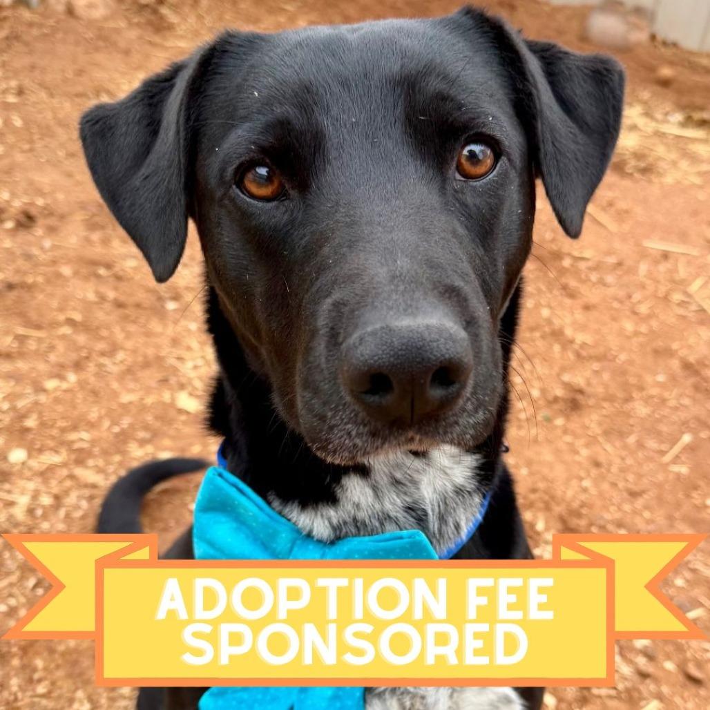 Enlarge Juicebox, a Adoptable Mixed Breed in Moab, UT image 2/6