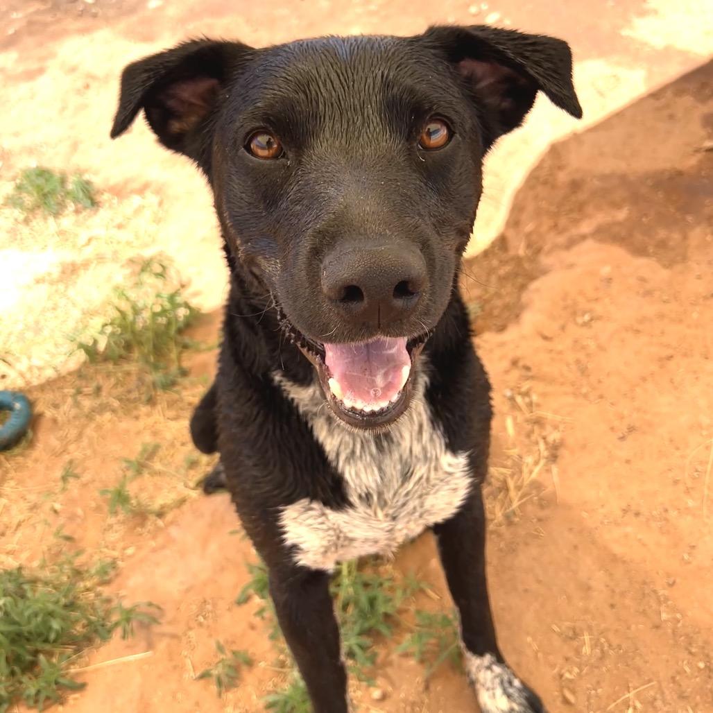 Juicebox, a Adoptable Mixed Breed in Moab, UT image 5/6
