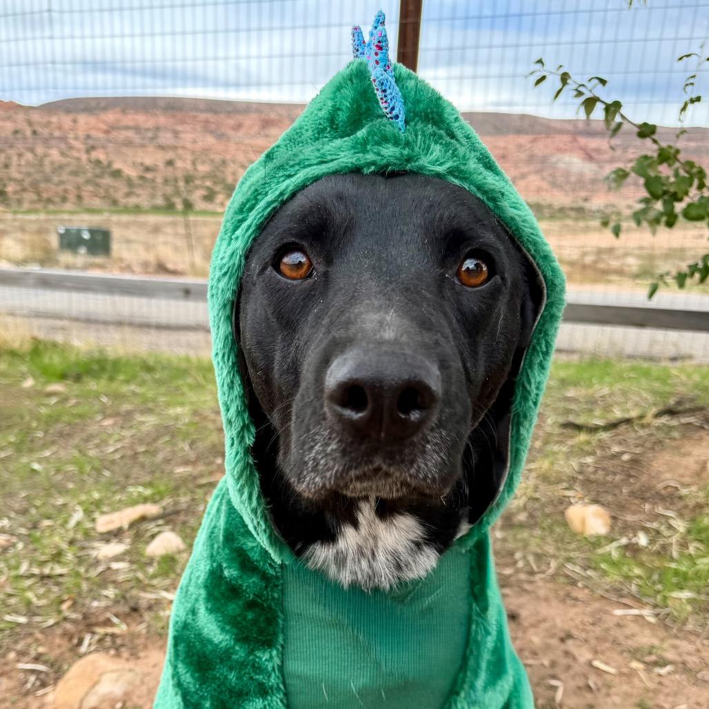 Juicebox, a Adoptable Mixed Breed in Moab, UT image 5/6