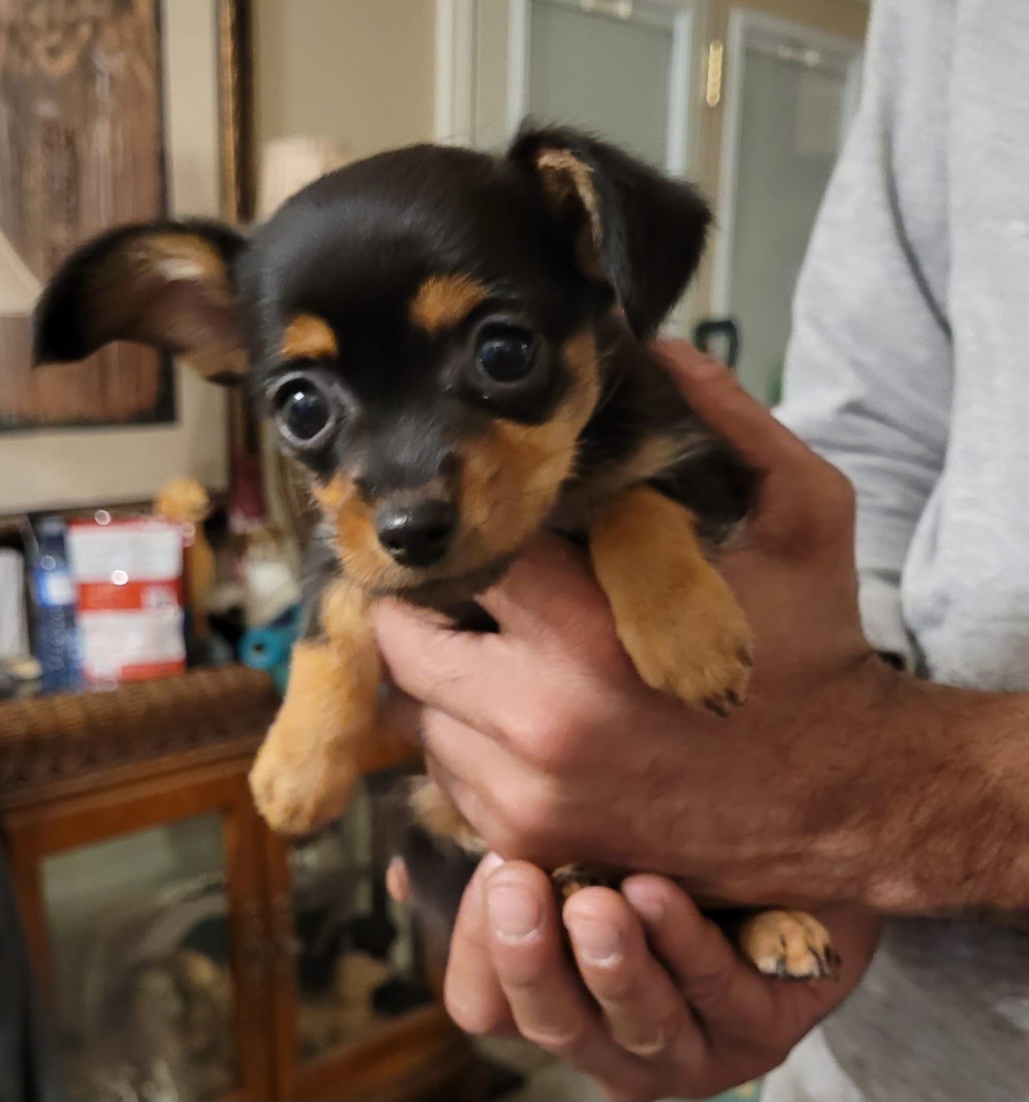 Enlarge Hazel, an adopted Chihuahua in Toronto, ON image 2/2