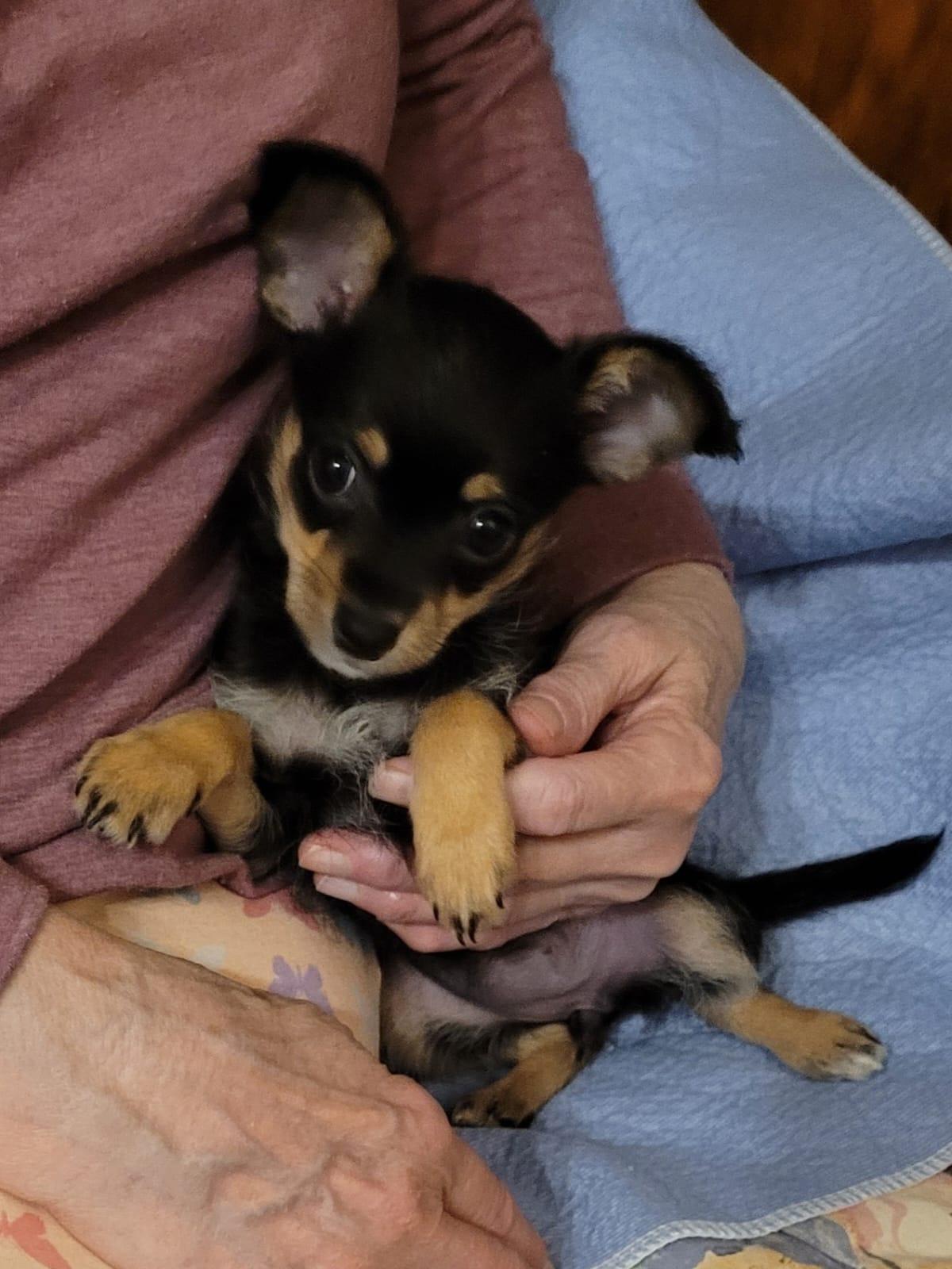 Hazel, adopted, Puppy Female Chihuahua.