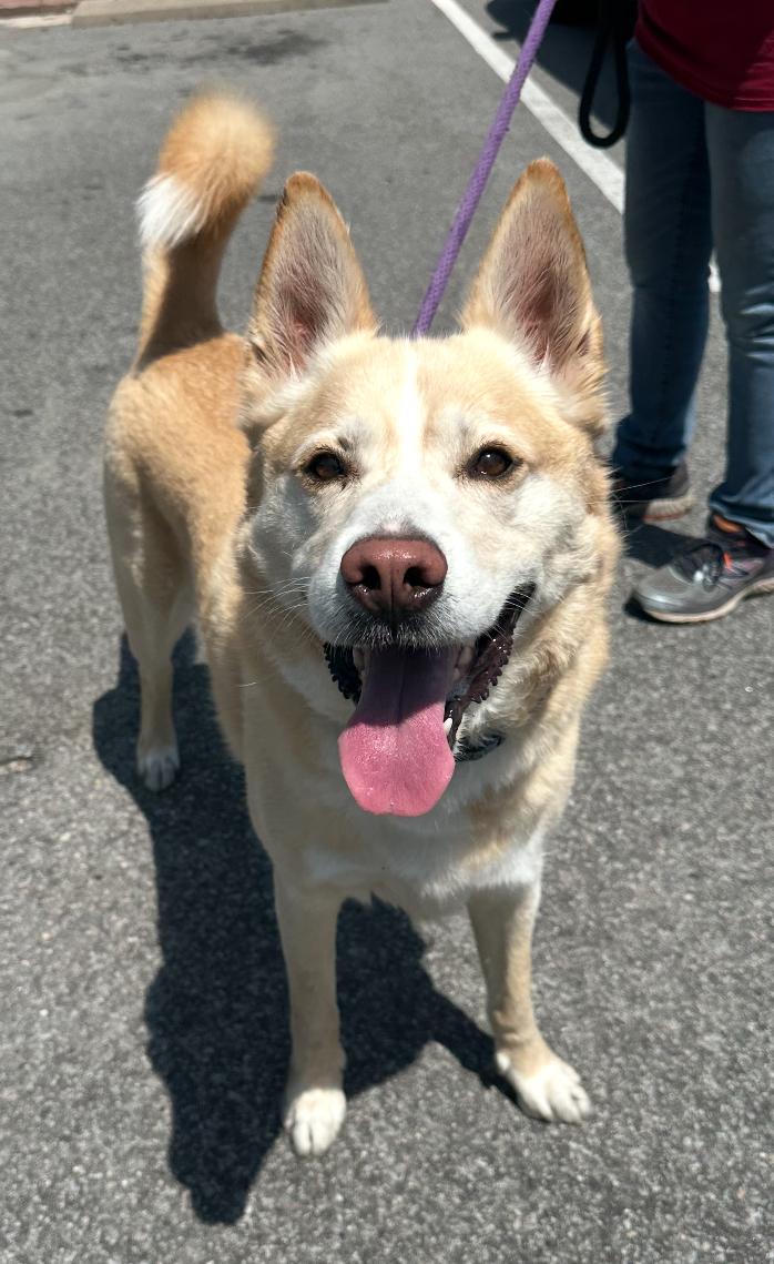 Buzz, Adult Male German Shepherd Dog