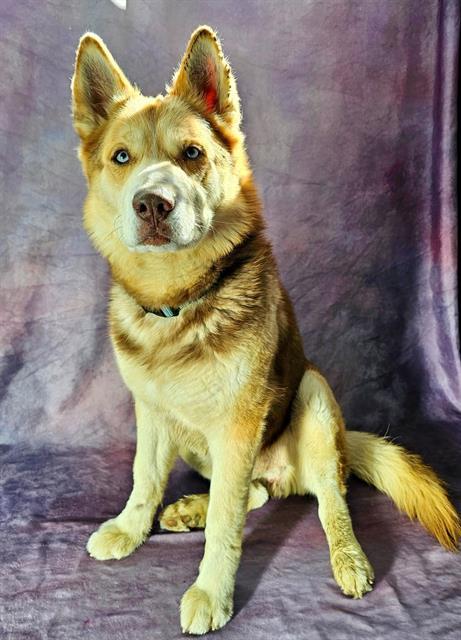 DIEGO, Adoptable, Adult Male Siberian Husky.