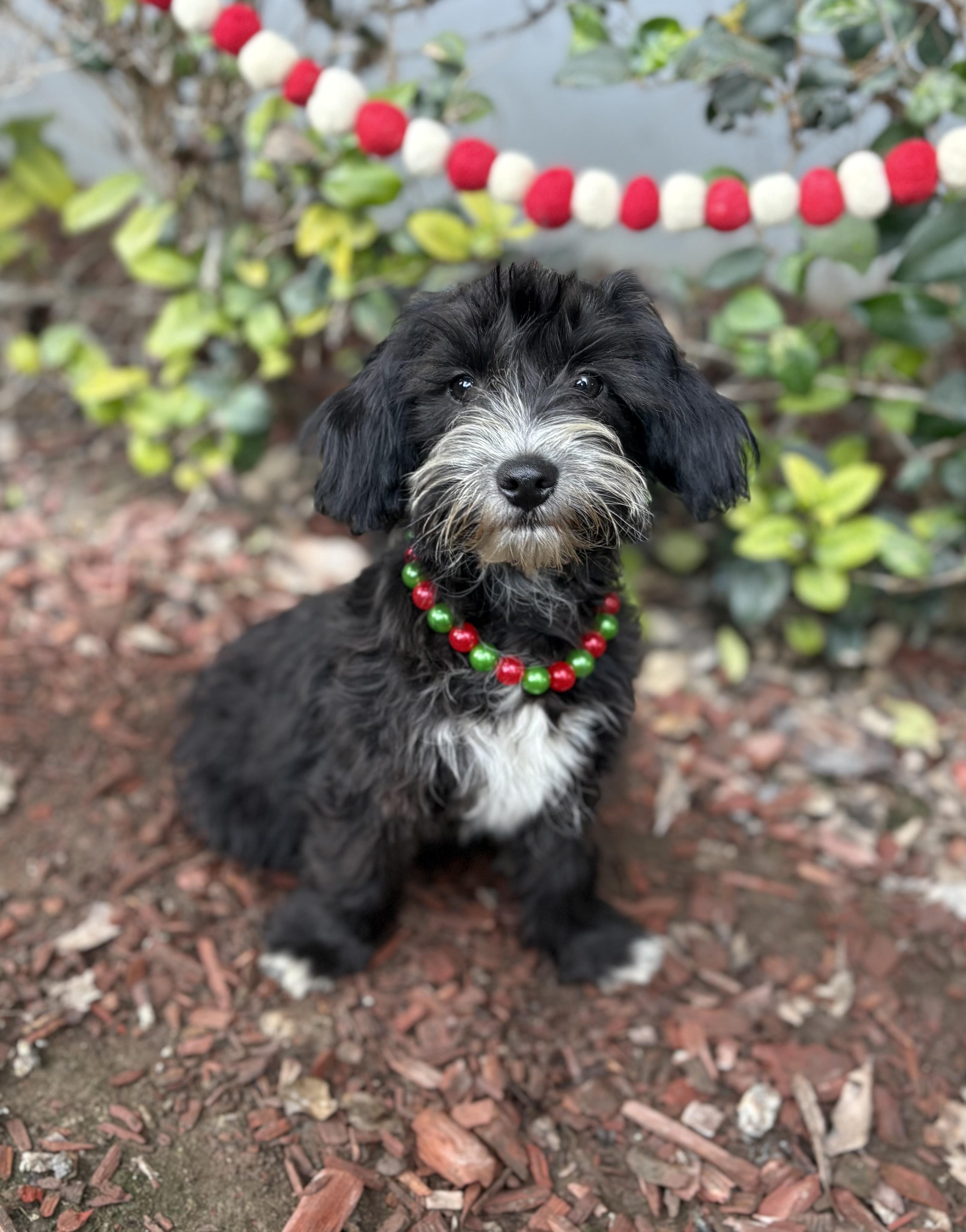 Enlarge Jackie, a ADOPTABLE mixed breed in South El Monte, CA image 1/6
