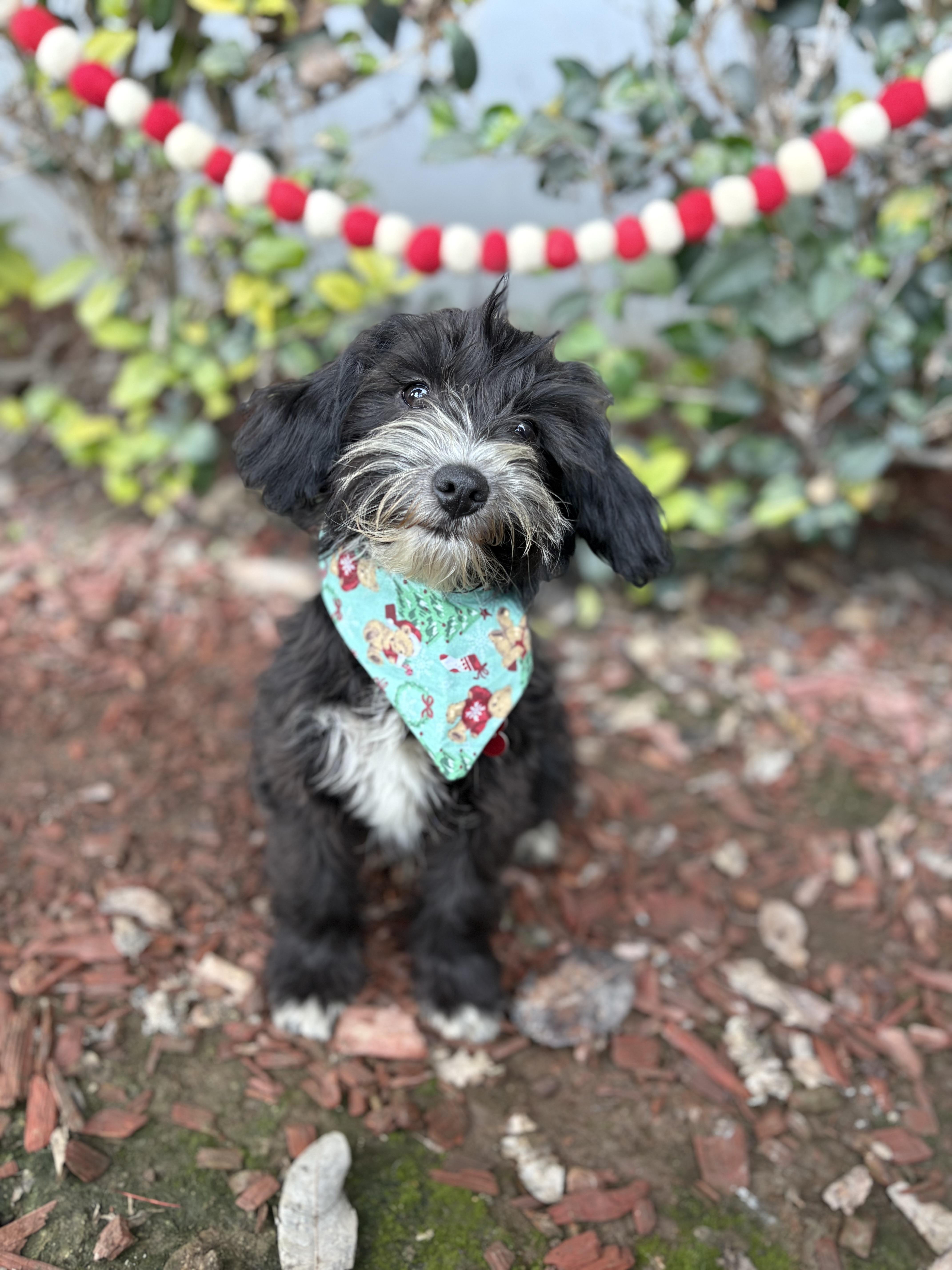 Enlarge Jackie, a ADOPTABLE mixed breed in South El Monte, CA image 5/6
