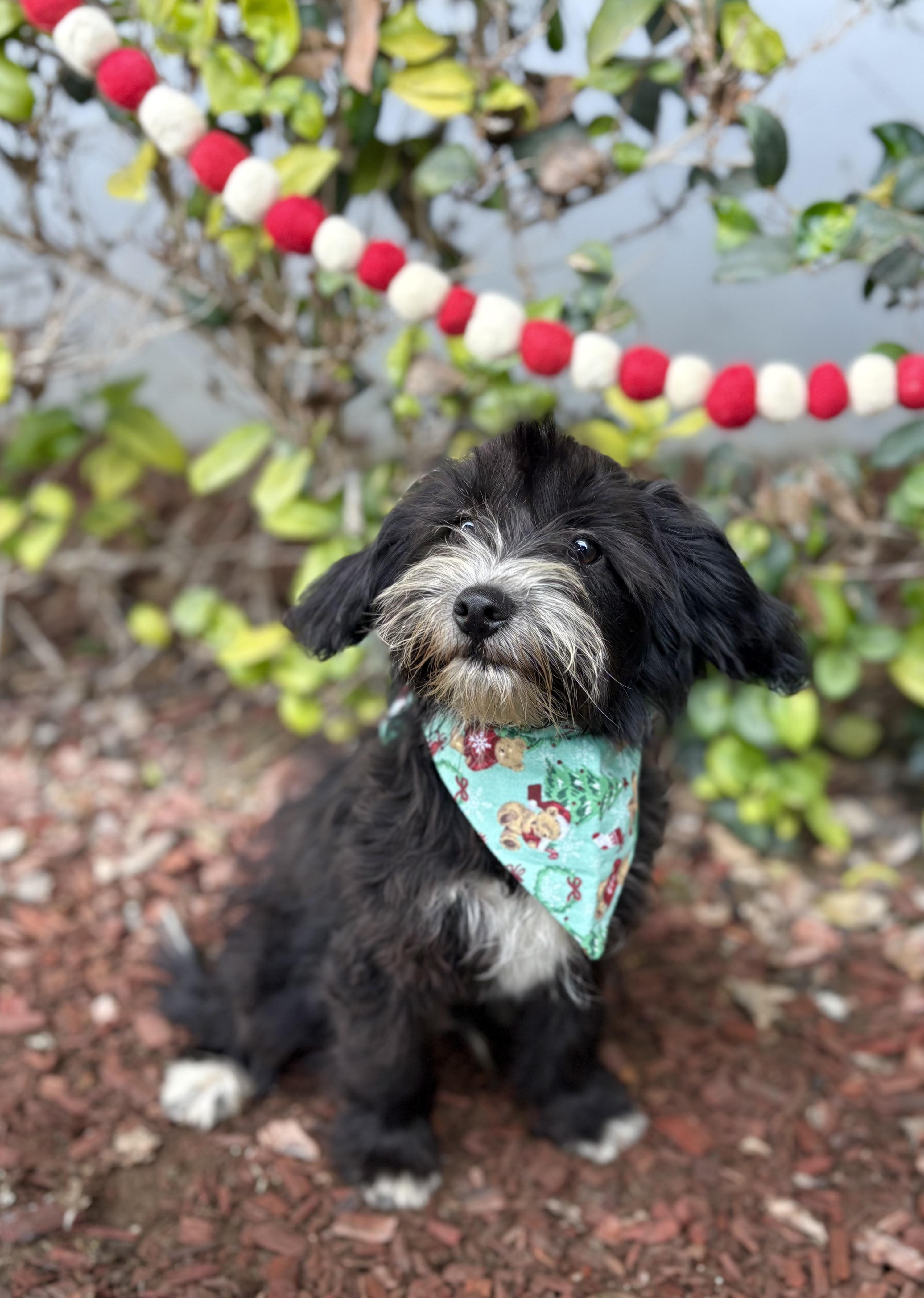 Enlarge Jackie, a ADOPTABLE mixed breed in South El Monte, CA image 2/6