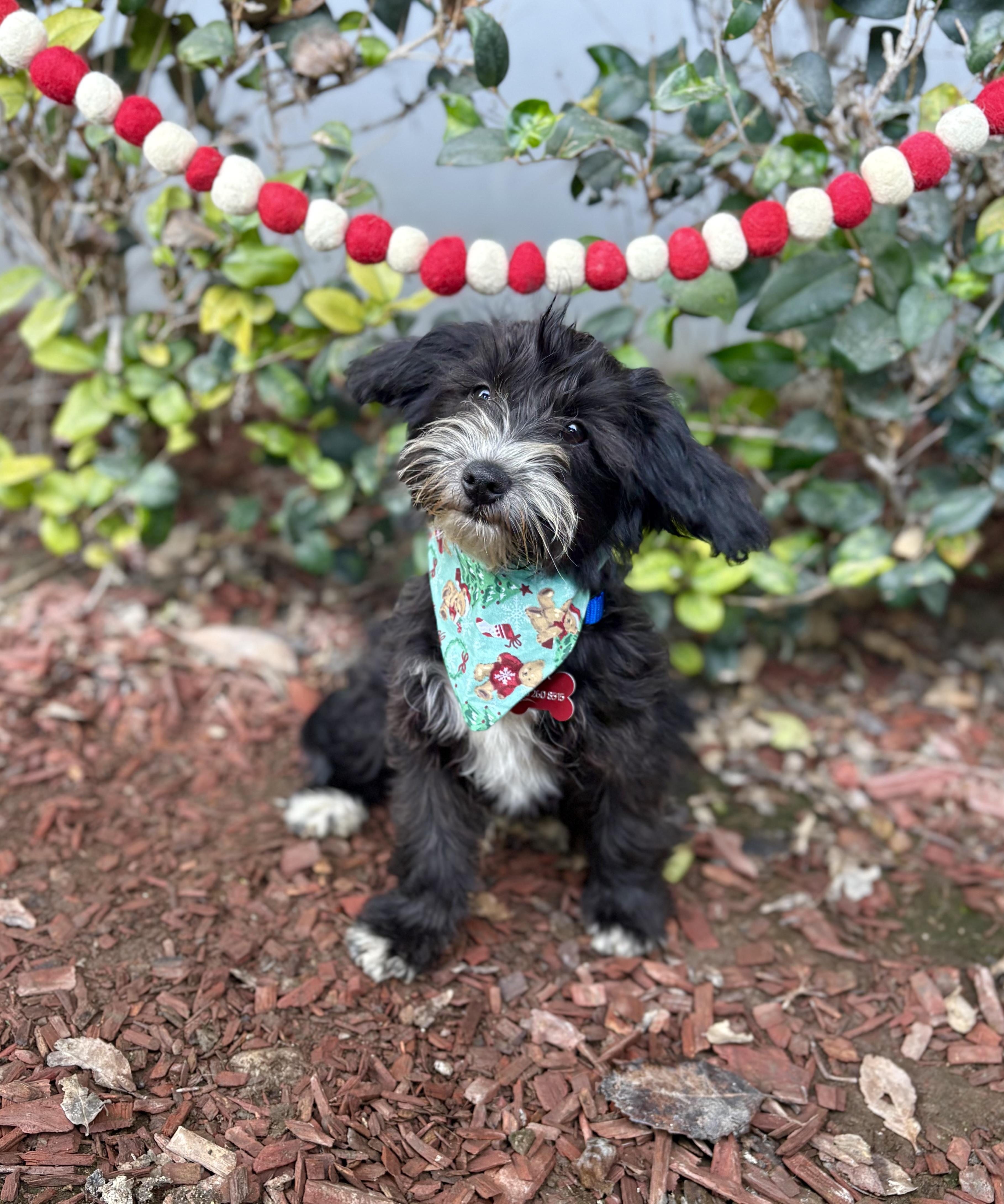 Enlarge Jackie, a ADOPTABLE mixed breed in South El Monte, CA image 4/6