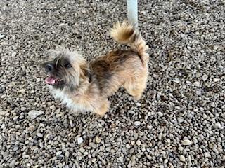 Enlarge Totoro, an adopted Cairn Terrier in Plano, TX image 6/6