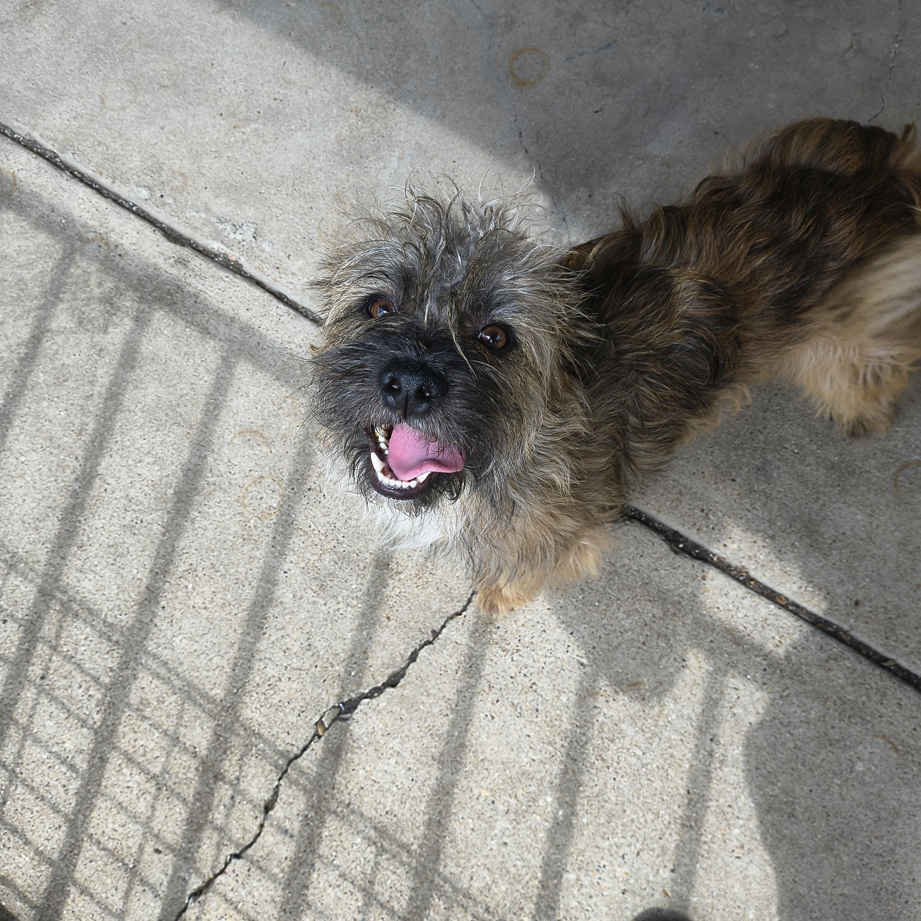 Enlarge Totoro, an adopted Cairn Terrier in Plano, TX image 3/6