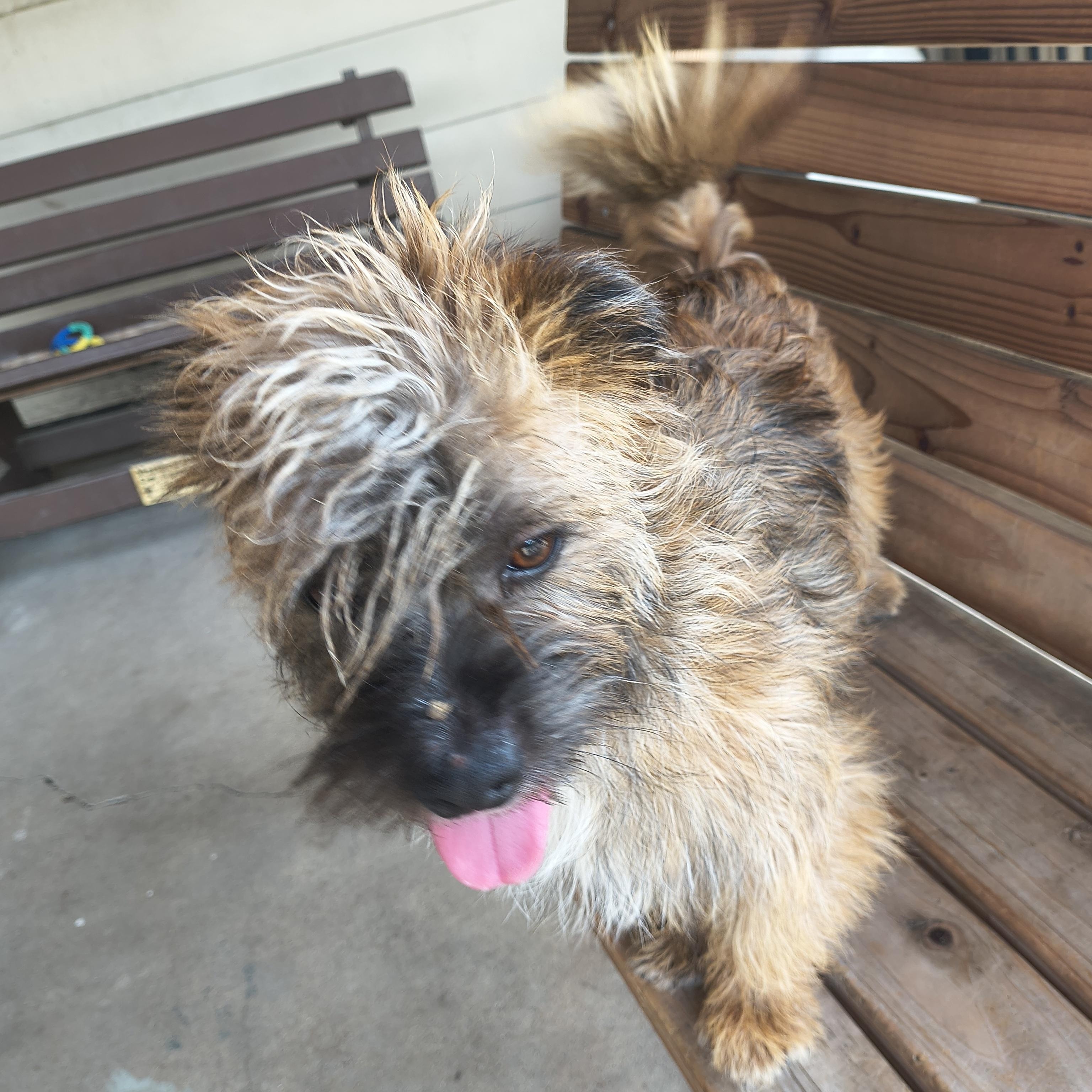 Enlarge Totoro, an adopted Cairn Terrier in Plano, TX image 4/6
