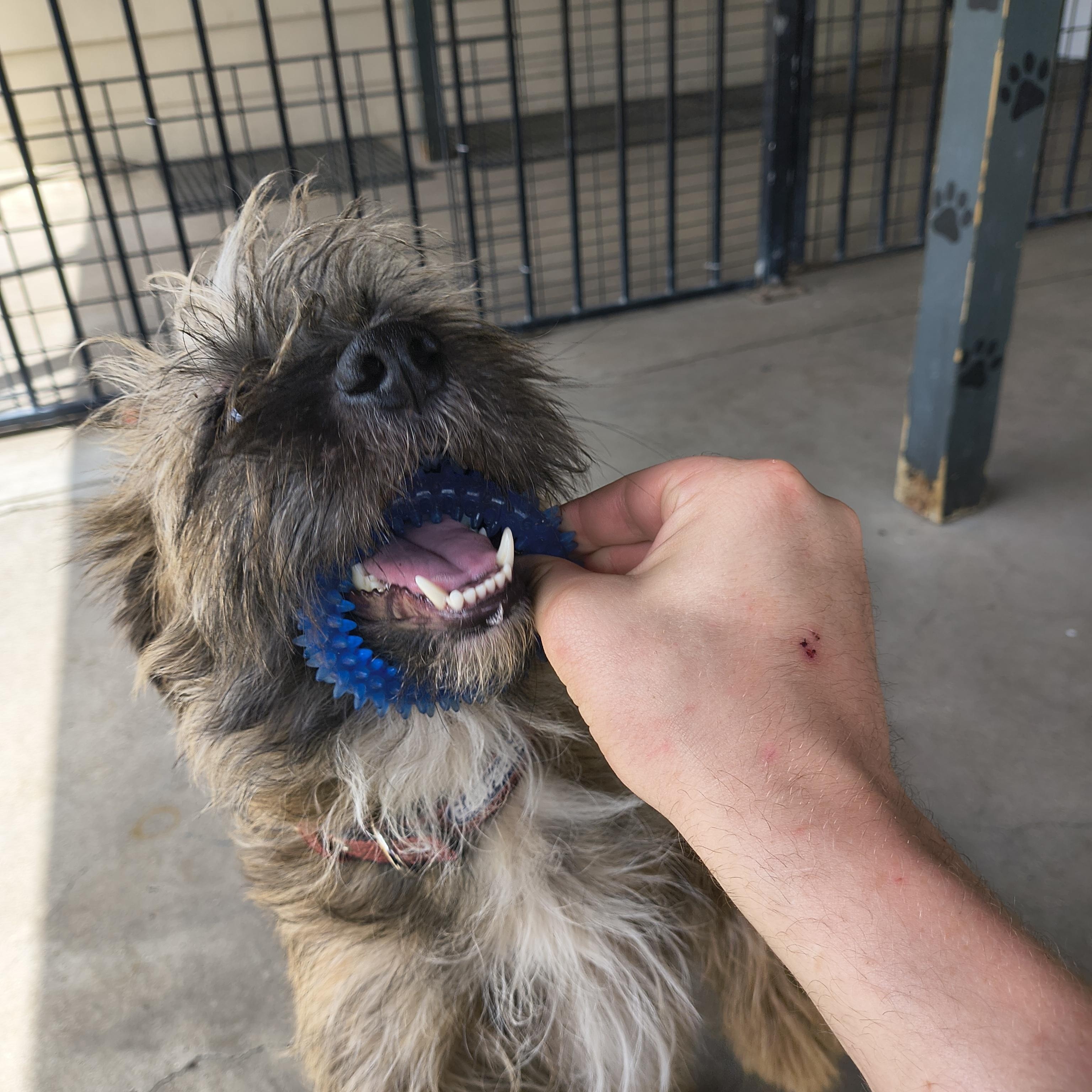 Enlarge Totoro, an adopted Cairn Terrier in Plano, TX image 5/6