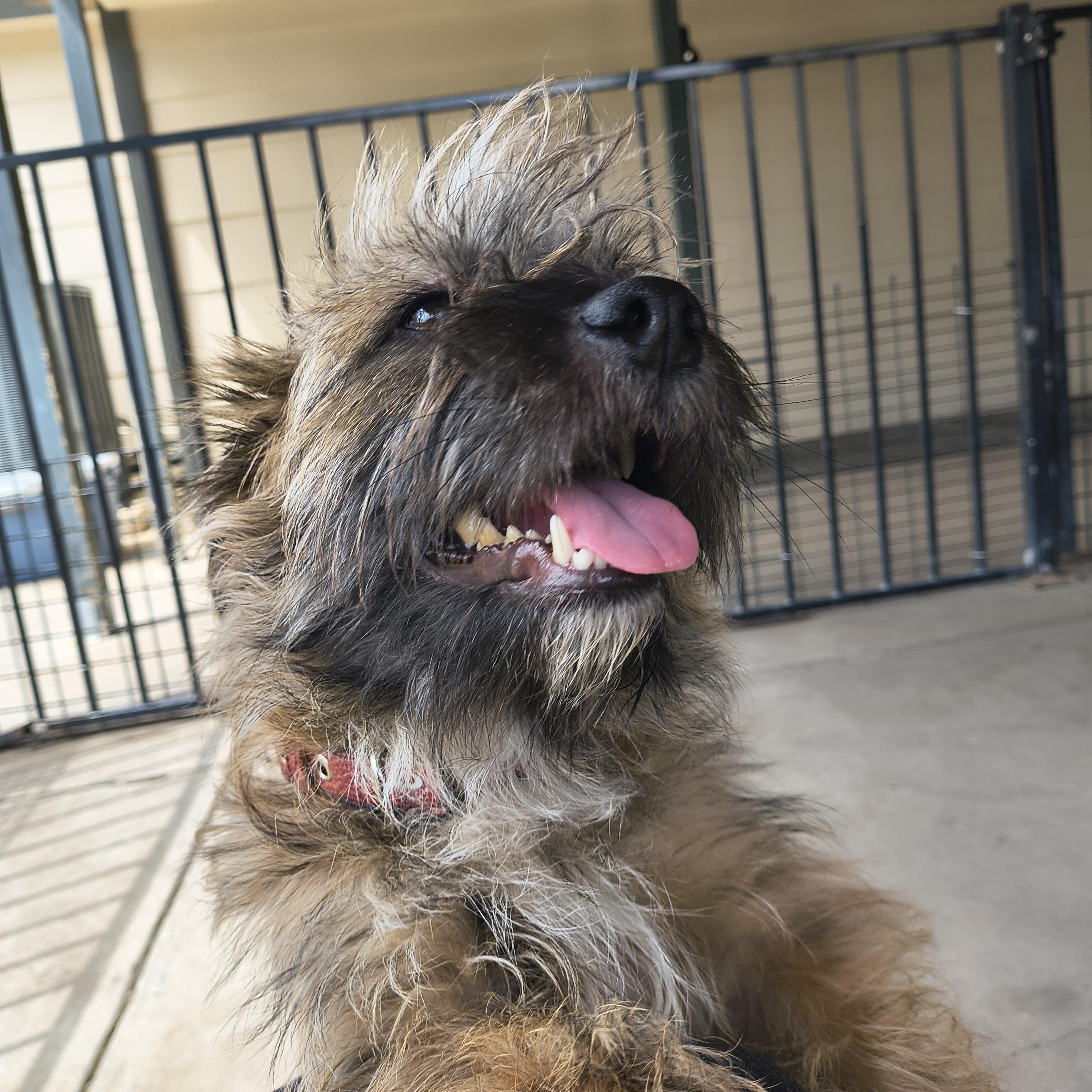 Enlarge Totoro, an adopted Cairn Terrier in Plano, TX image 2/6