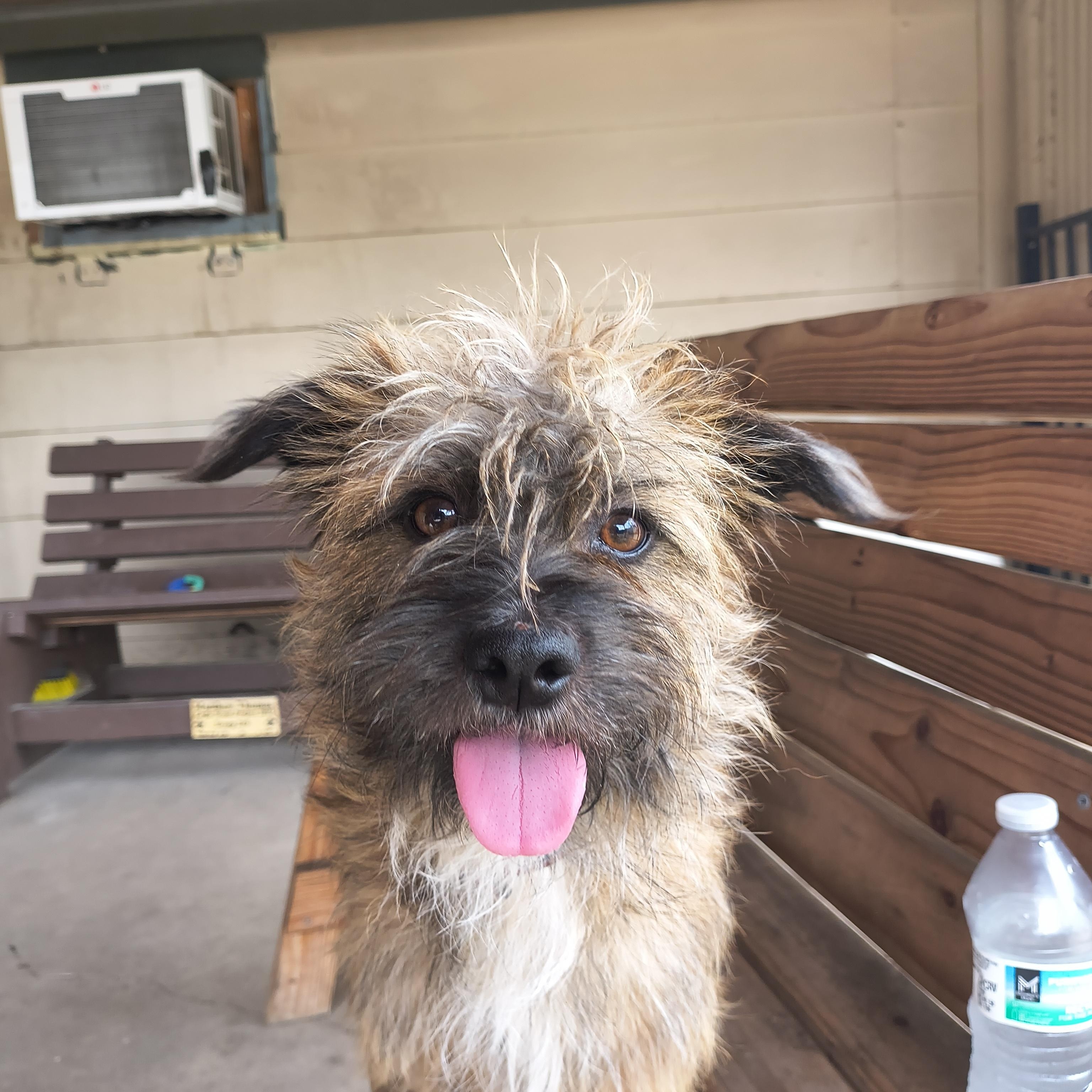 Totoro, adopted, Adult Male Cairn Terrier.