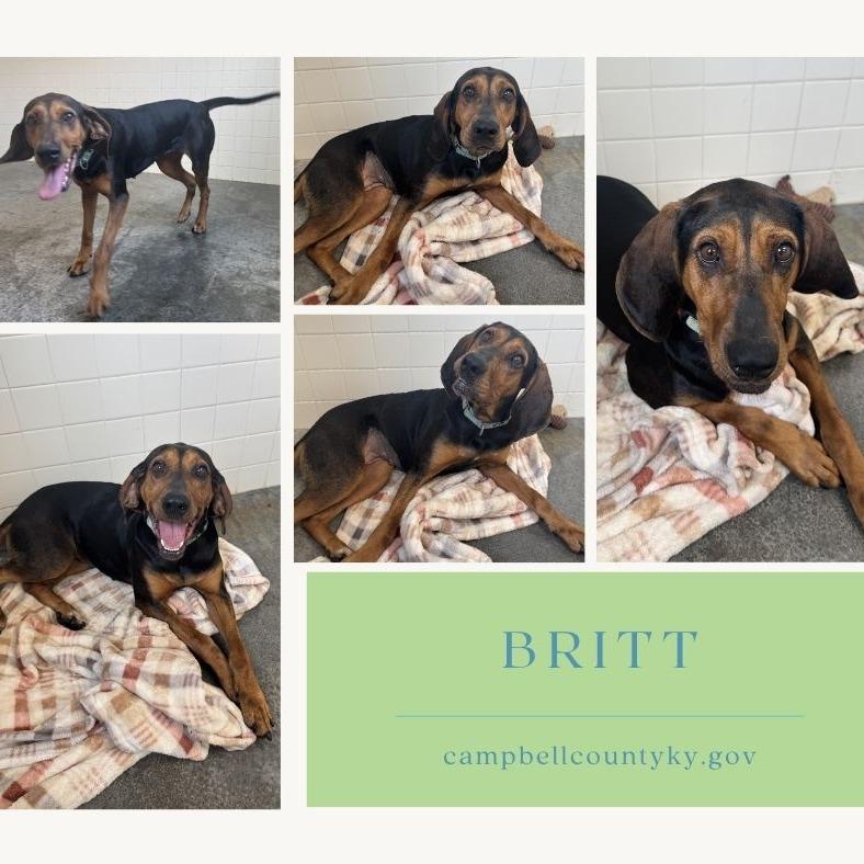 Enlarge Britt, a Adoptable Coonhound in Melbourne, KY image 1/1