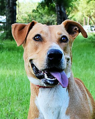 Echo, a Adoptable mixed breed in Sheridan, TX image 1/8