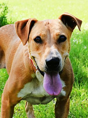 Echo, a Adoptable mixed breed in Sheridan, TX image 2/8