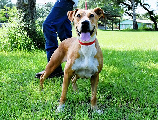 Echo, a Adoptable mixed breed in Sheridan, TX image 3/8