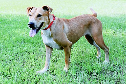 Echo, a Adoptable mixed breed in Sheridan, TX image 4/8