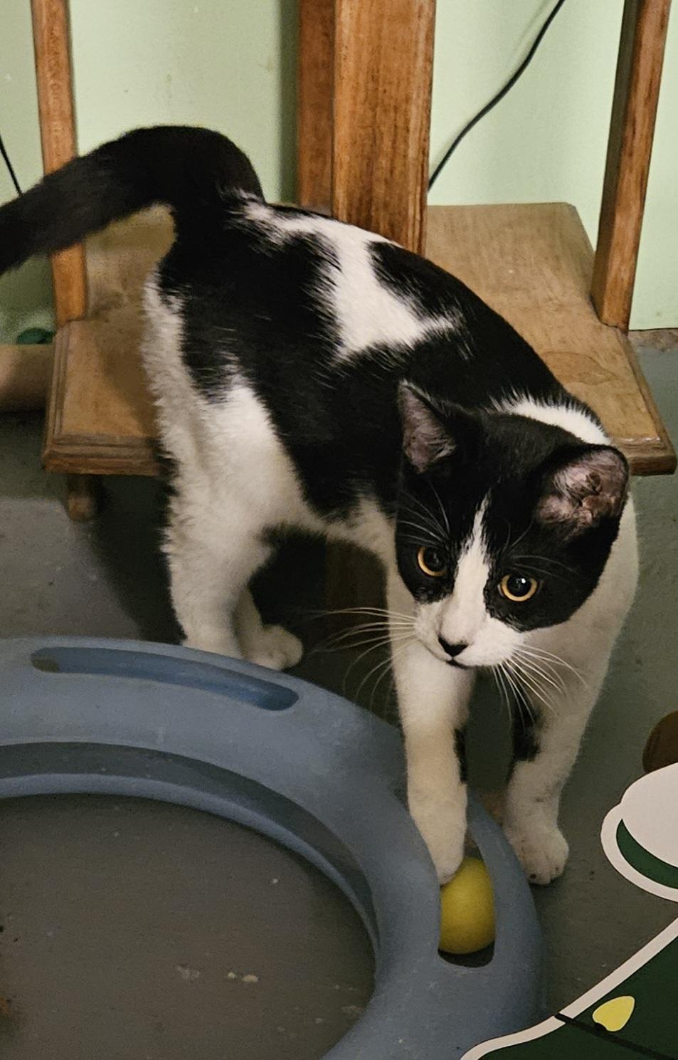 Shayne, Adoptable, Young Male Domestic Short Hair.