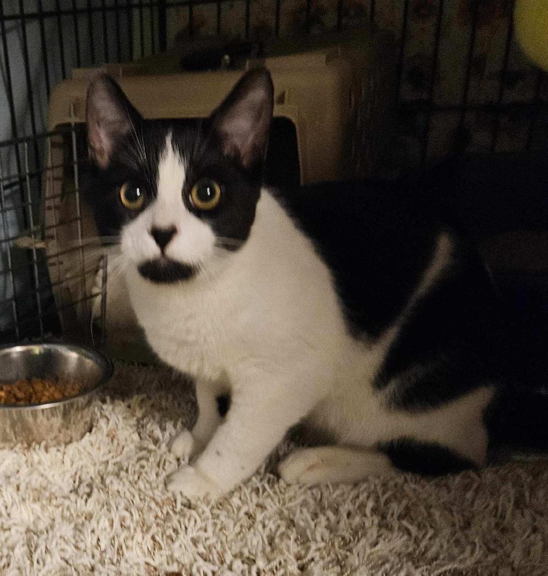 Shayne, a Adoptable Domestic Short Hair in Grove City, OH image 2/2