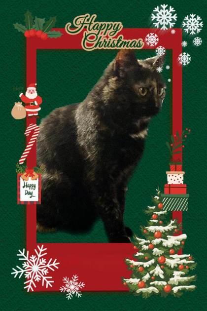 Ida, Adoptable, Adult Female Domestic Short Hair & Domestic Short Hair.
