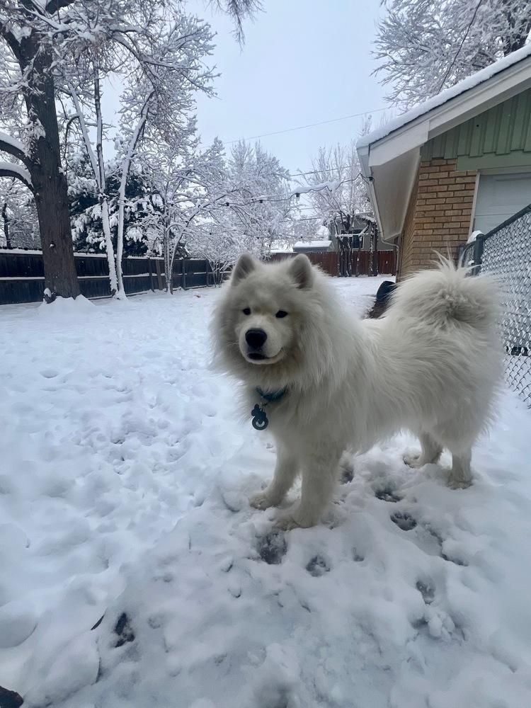 Nanuk, a Adoptable Samoyed in Fort Lupton, CO image 1/6