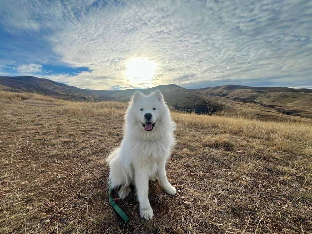 Nanuk, a Adoptable Samoyed in Fort Lupton, CO image 2/6