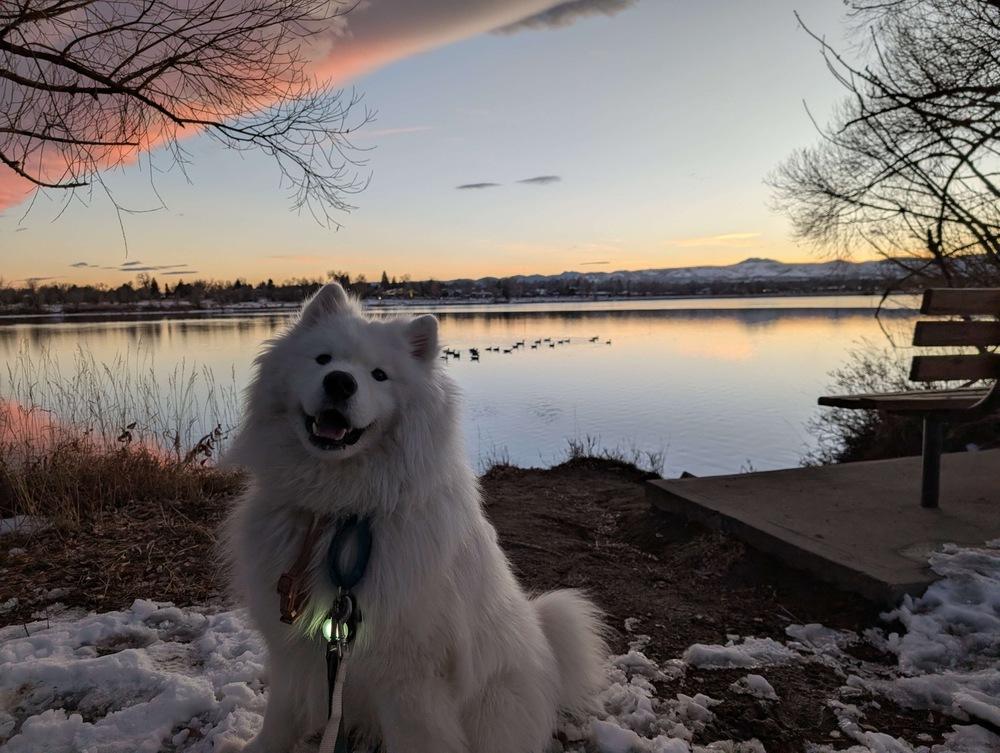Nanuk, a Adoptable Samoyed in Fort Lupton, CO image 4/6