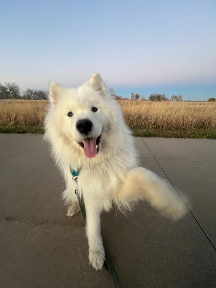 Nanuk, a Adoptable Samoyed in Fort Lupton, CO image 5/6